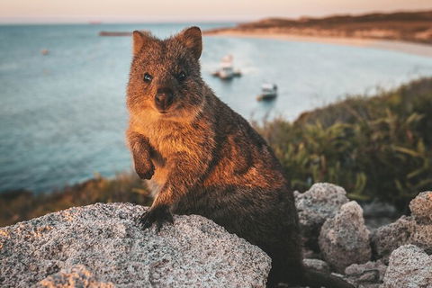 Rottnest Island Roundtrip Fast Ferry From Hillarys Boat Harbour - Tourism Brisbane 5