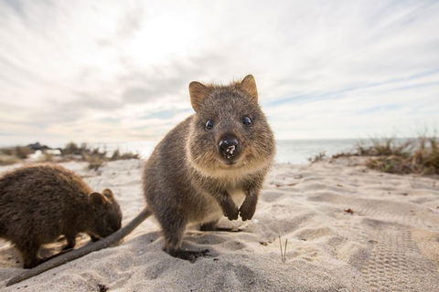 Rottnest Bayseeker Bus Tour From Hillarys Boat Harbour - Tourism Brisbane 5