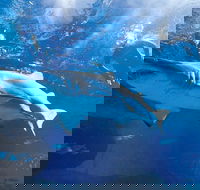 Snorkel with Sharks at AQWA - Tourism Brisbane