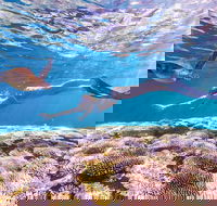 7-Day Exmouth Explorer via Pinnacles Monkey Mia Ningaloo Reef returning to Perth - Tourism Brisbane