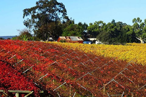 Swan Valley Wine Time (Private) Day Tour - Tourism Brisbane 0