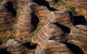 Bungle Bungle Scenic Flights, Domes & Cathedral Gorge Walk - thumb 5