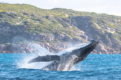Jet Boat Whale Watching Safari From Dunsborough - Brisbane Tourism 0