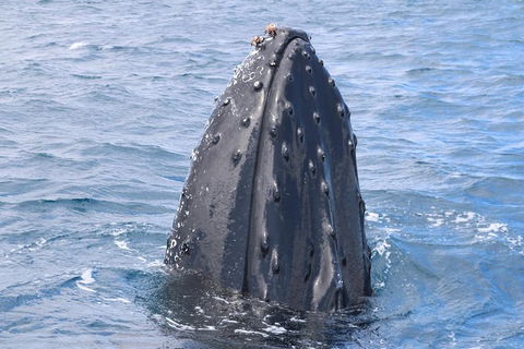 Jet Boat Whale Watching Safari From Dunsborough - Brisbane Tourism 1
