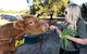 Private Swan Valley Tour By Luxury Vehicle From Perth - thumb 3