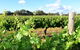 Private Swan Valley Tour By Luxury Vehicle From Perth - thumb 39