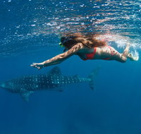 Swim with Whale Sharks - Ningaloo Reef - 3 Islands Whale Shark Dive - Tourism Brisbane
