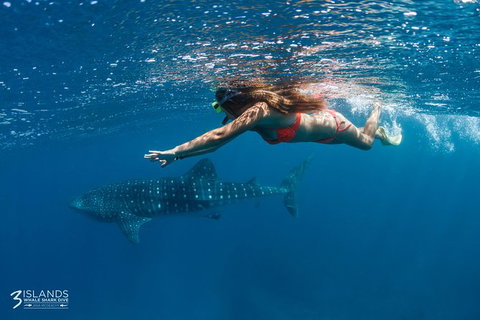 Swim With Whale Sharks - Ningaloo Reef - 3 Islands Whale Shark Dive - Tourism Brisbane 0