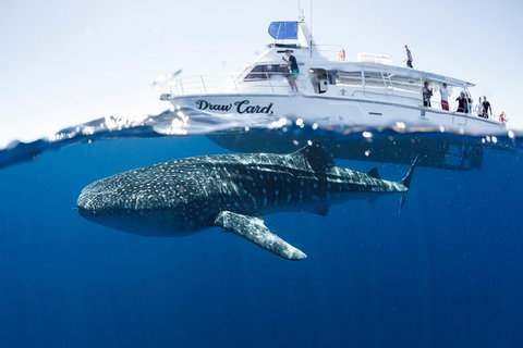Swim With Whale Sharks - Ningaloo Reef - 3 Islands Whale Shark Dive - Tourism Brisbane 1