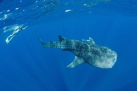 Swim With Whale Sharks - Ningaloo Reef - 3 Islands Whale Shark Dive - Tourism Brisbane 18