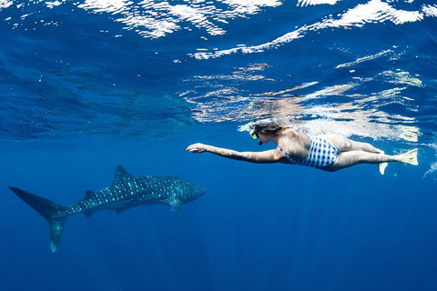 Swim With Whale Sharks - Ningaloo Reef - 3 Islands Whale Shark Dive - Tourism Brisbane 21