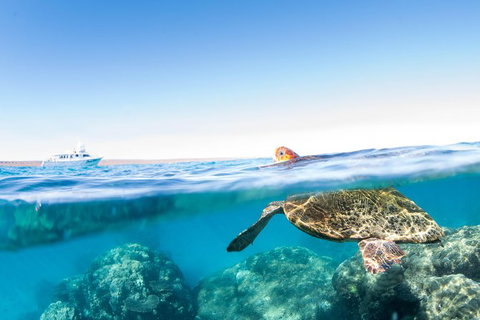 Swim With Whale Sharks - Ningaloo Reef - 3 Islands Whale Shark Dive - Tourism Brisbane 23