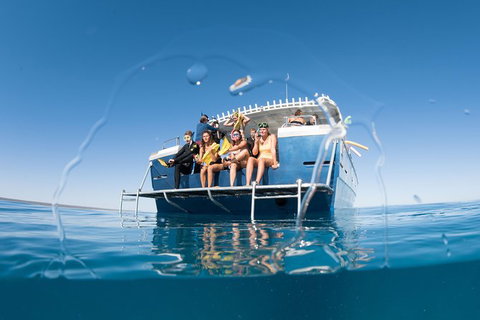 Swim With Whale Sharks - Ningaloo Reef - 3 Islands Whale Shark Dive - Tourism Brisbane 11