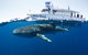 Swim With Whale Sharks - Ningaloo Reef - 3 Islands Whale Shark Dive - thumb 9