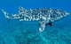 Swim With Whale Sharks - Ningaloo Reef - 3 Islands Whale Shark Dive - thumb 13
