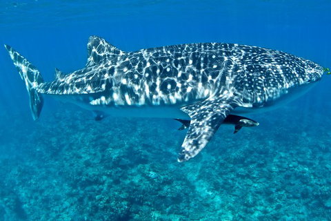 Swim With Whale Sharks - Ningaloo Reef - 3 Islands Whale Shark Dive - Tourism Brisbane 13