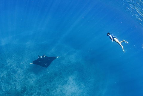Swim With Whale Sharks - Ningaloo Reef - 3 Islands Whale Shark Dive - Tourism Brisbane 19
