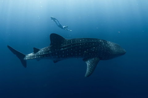 Swim With Whale Sharks - Ningaloo Reef - 3 Islands Whale Shark Dive - Tourism Brisbane 8