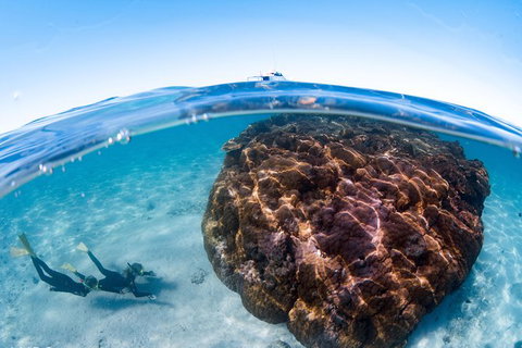 Swim With Whale Sharks - Ningaloo Reef - 3 Islands Whale Shark Dive - Tourism Brisbane 10