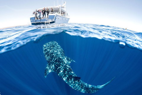 Swim With Whale Sharks - Ningaloo Reef - 3 Islands Whale Shark Dive - Tourism Brisbane 3