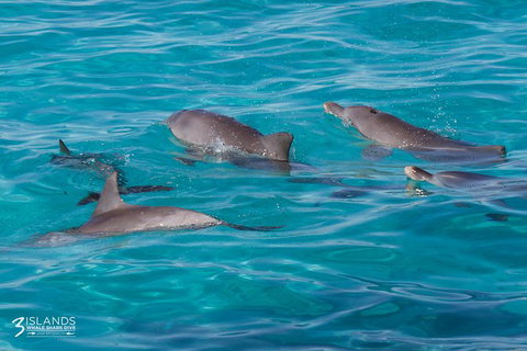 Swim With Whale Sharks - Ningaloo Reef - 3 Islands Whale Shark Dive - Tourism Brisbane 7