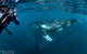 Swim With Humpback Whales - Ningaloo Reef - 3 Islands Whale Shark Dive - thumb 1