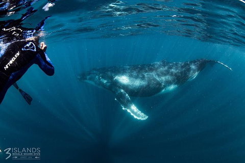 Swim With Humpback Whales - Ningaloo Reef - 3 Islands Whale Shark Dive - Brisbane Tourism 1