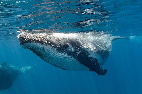 Swim With Humpback Whales - Ningaloo Reef - 3 Islands Whale Shark Dive - Brisbane Tourism 0