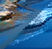 Ningaloo Whale Shark Swim on a Powerboat - Brisbane Tourism