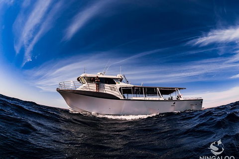 Ningaloo Whale Shark Swim On A Powerboat - Brisbane Tourism 1