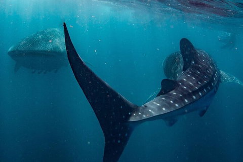 Ningaloo Whale Shark Swim On A Powerboat - Brisbane Tourism 7