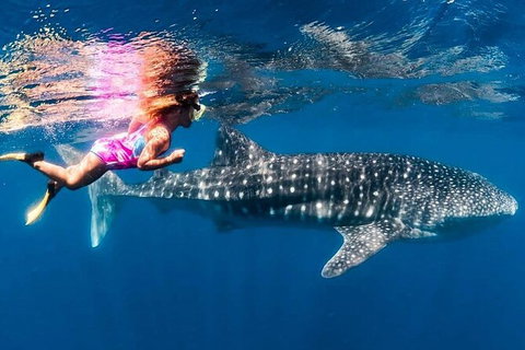 Ningaloo Whale Shark Swim On A Powerboat - Brisbane Tourism 4