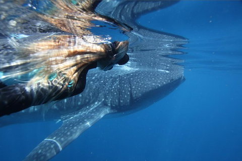 Ningaloo Whale Shark Swim On A Powerboat - Brisbane Tourism 2