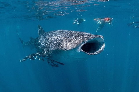 Ningaloo Whale Shark Swim On A Powerboat - Brisbane Tourism 6