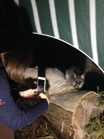 Nocturnal Wildlife Tour From Busselton Or Dunsborough - Tourism Brisbane 1
