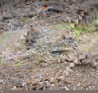 Nocturnal Wildlife Tour from Busselton or Dunsborough - Tourism Brisbane