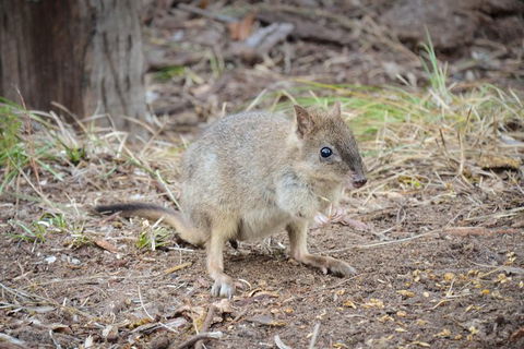Nocturnal Wildlife Tour From Busselton Or Dunsborough - Tourism Brisbane 0