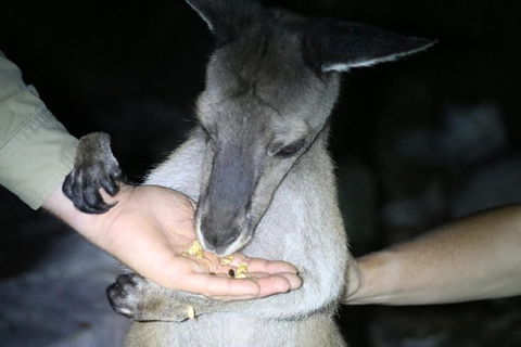 Nocturnal Wildlife Tour From Busselton Or Dunsborough - Tourism Brisbane 3
