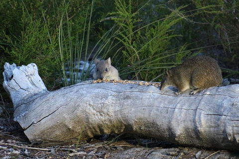 Nocturnal Wildlife Tour From Busselton Or Dunsborough - Tourism Brisbane 8