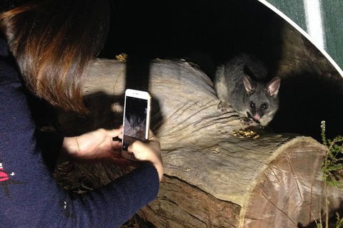 Nocturnal Wildlife Tour From Busselton Or Dunsborough - Tourism Brisbane 4