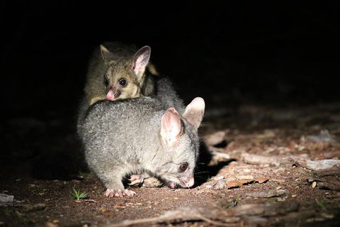 Nocturnal Wildlife Tour From Busselton Or Dunsborough - Tourism Brisbane 7