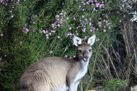 Nocturnal Wildlife Tour From Busselton Or Dunsborough - Tourism Brisbane 6