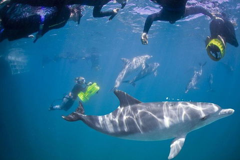 Swim With Wild Dolphins - Tourism Brisbane 0