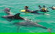 Swim With Wild Dolphins - thumb 4