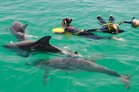 Swim With Wild Dolphins - Tourism Brisbane 4