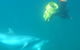 Swim With Wild Dolphins - thumb 3