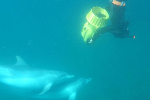 Swim With Wild Dolphins - Tourism Brisbane 3