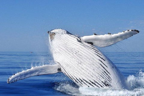 Whale Watching Busselton Departing From Busselton Jetty - Tourism Brisbane 0
