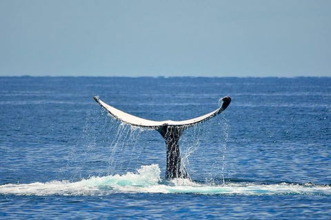 Whale Watching Busselton Departing From Busselton Jetty - Tourism Brisbane 1