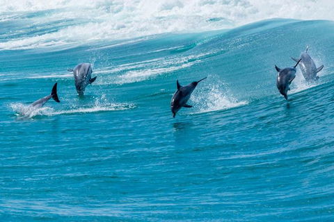 Full-Day Busselton Jetty, Train Ride & Dophin Discovery - Tourism Brisbane 1